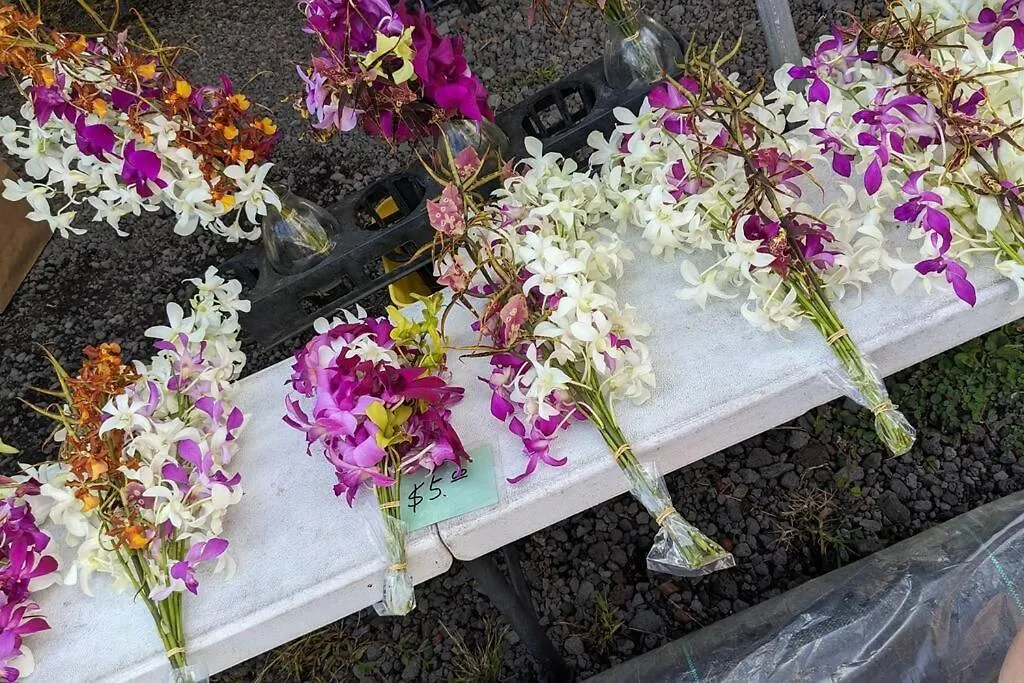בית נופש Local Living In Volcano Hawaii Breeze&5 Mins To Volcano National Park